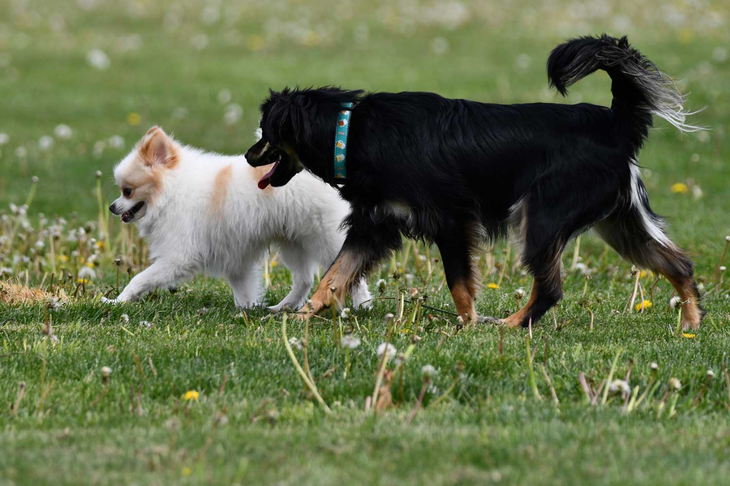 Two dogs walking next to each other at a dog park.