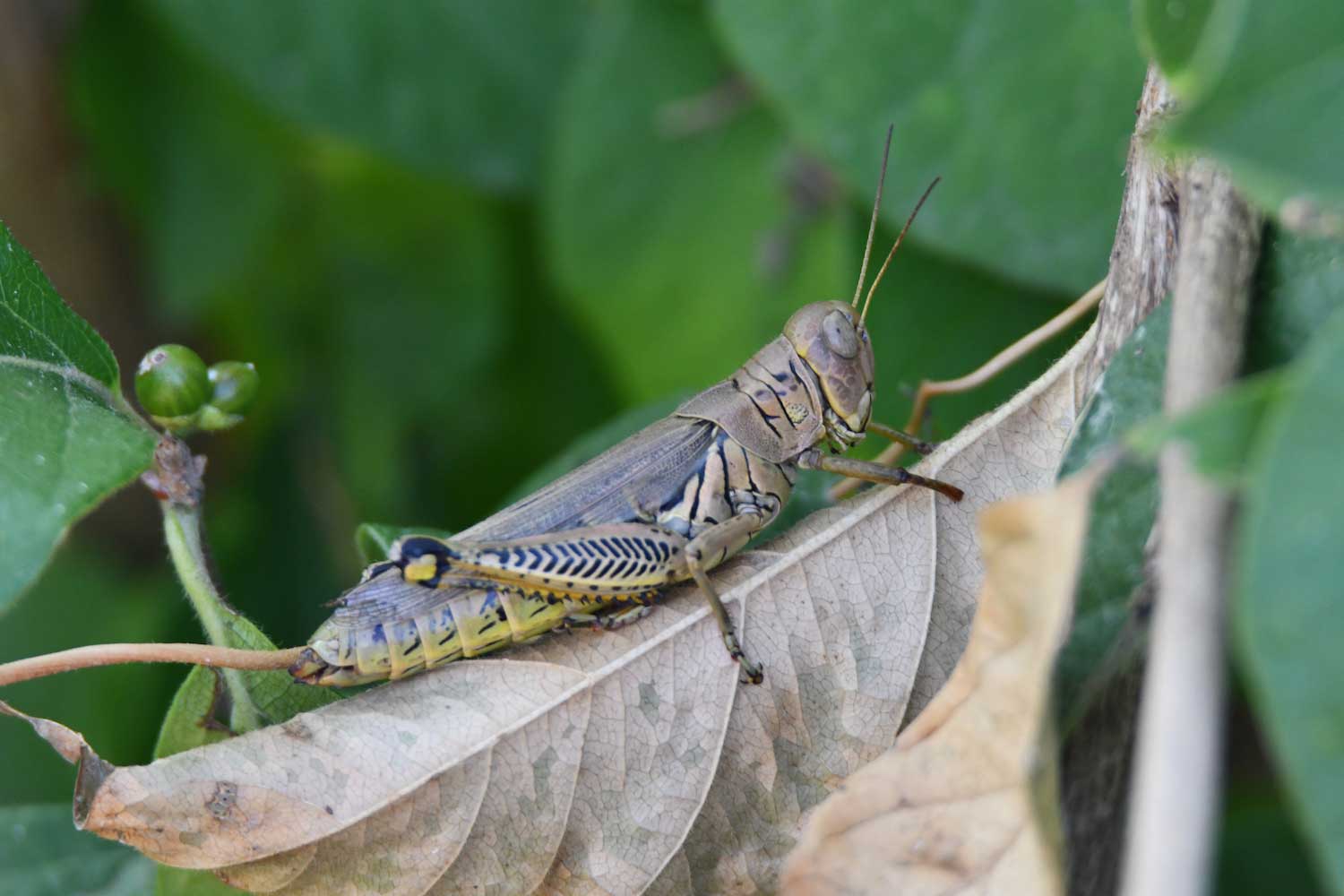 What's the difference?: grasshopper vs. katydid vs. cricket
