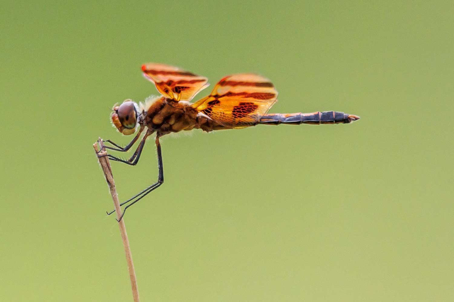 Five things about those water-loving dragonflies | Forest Preserve