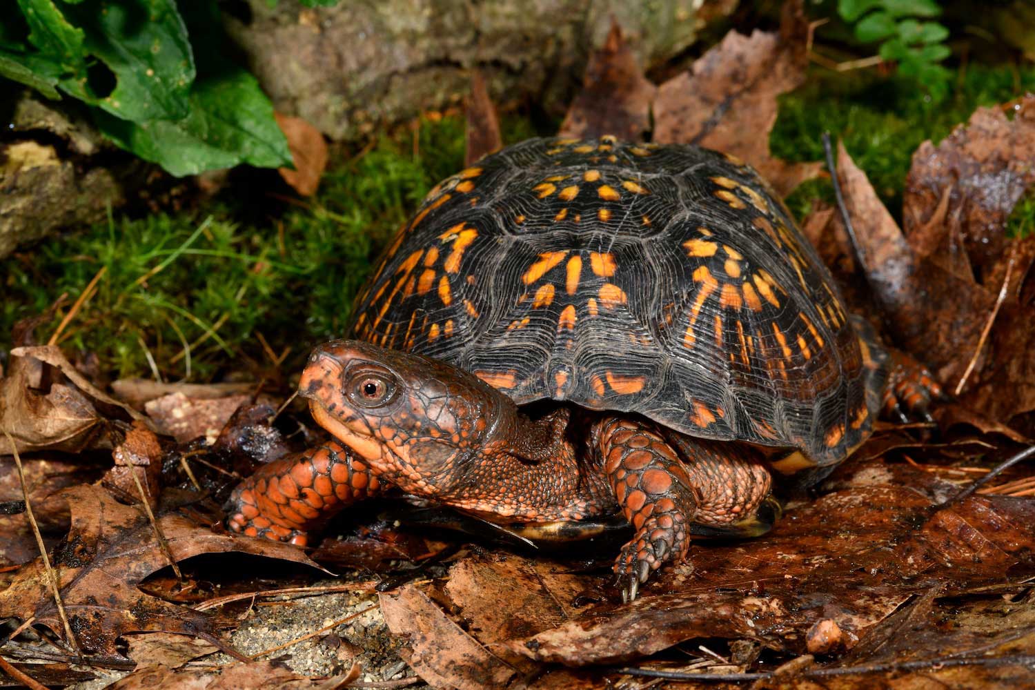 An eastern box turtle on the ground covered by dead leaves and other vegetation.