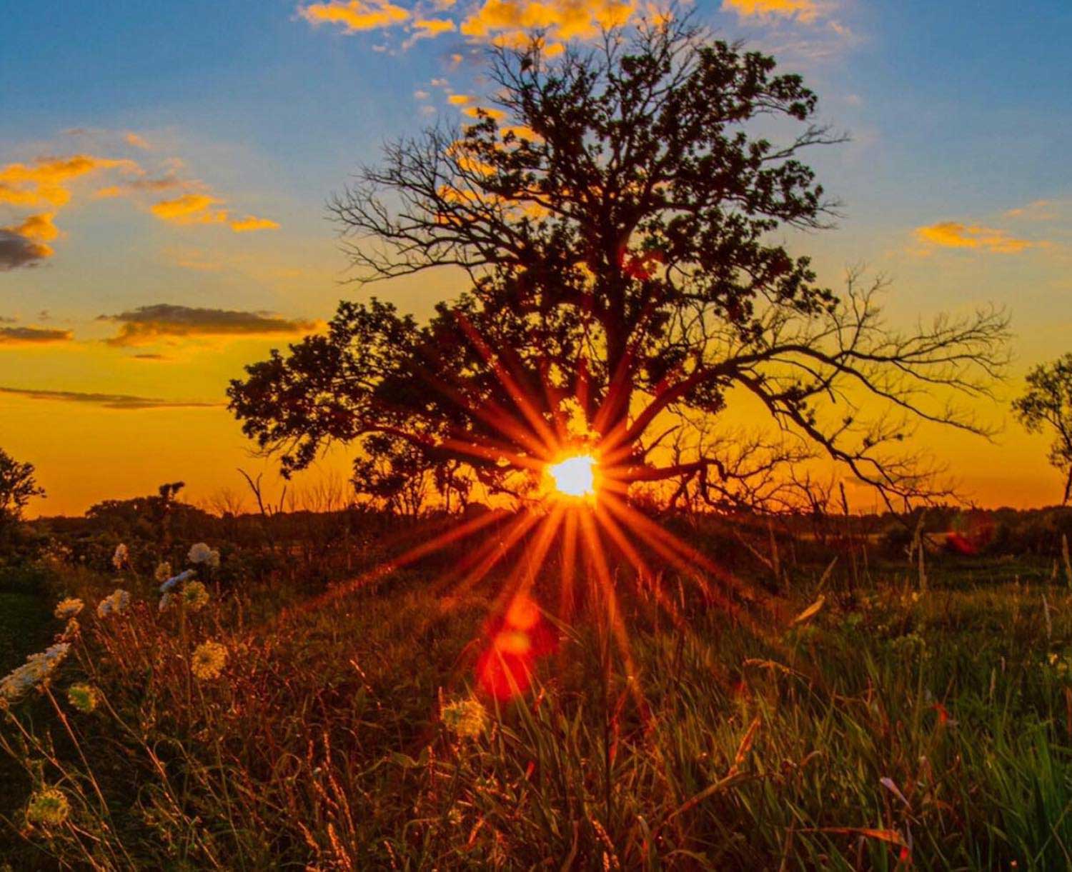 The sun setting behind a tree.