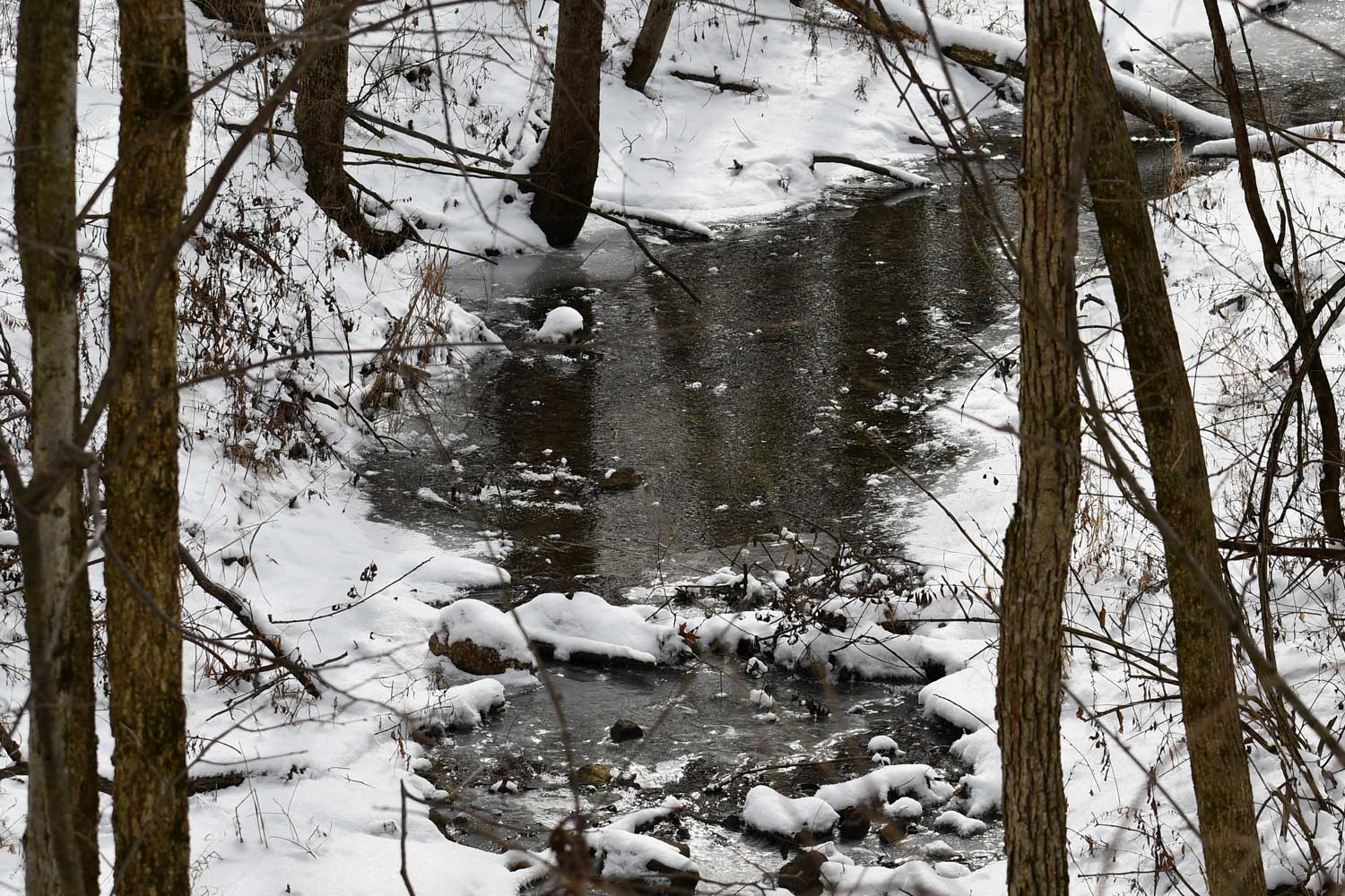 Creek with the snow covered ground on both sounds with trees all around.