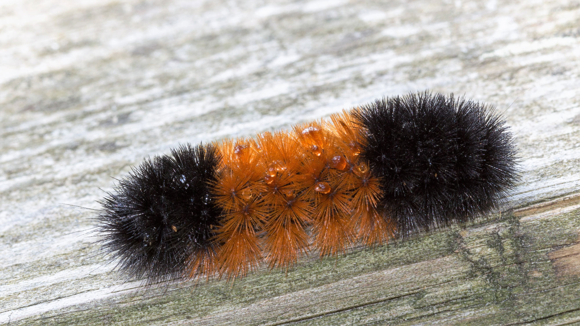 Nature Curiosity Why Dont Woolly Bear Caterpillars Freeze To Death 