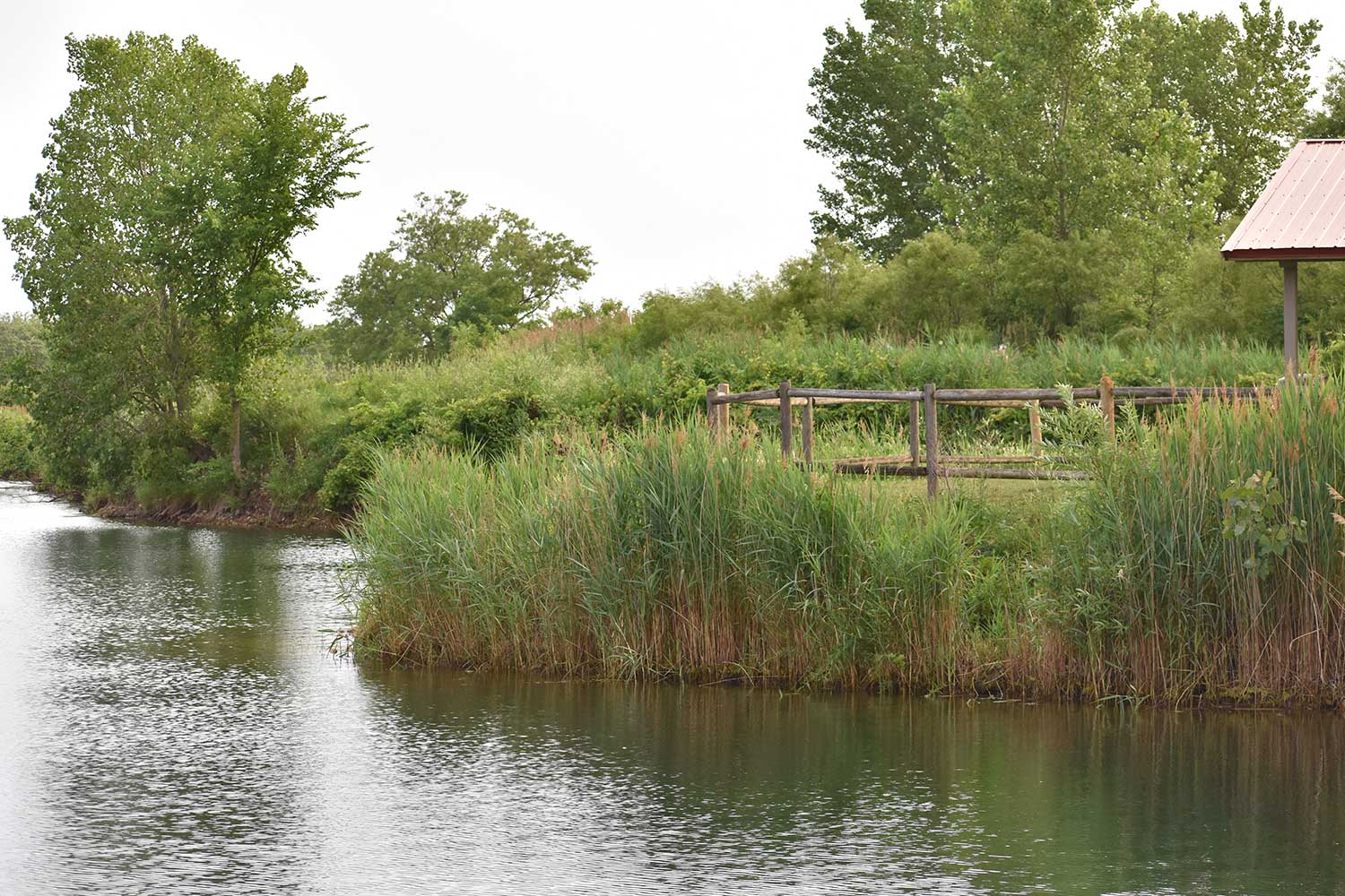 The shoreline of lake lined by tall grasses and a few trees.