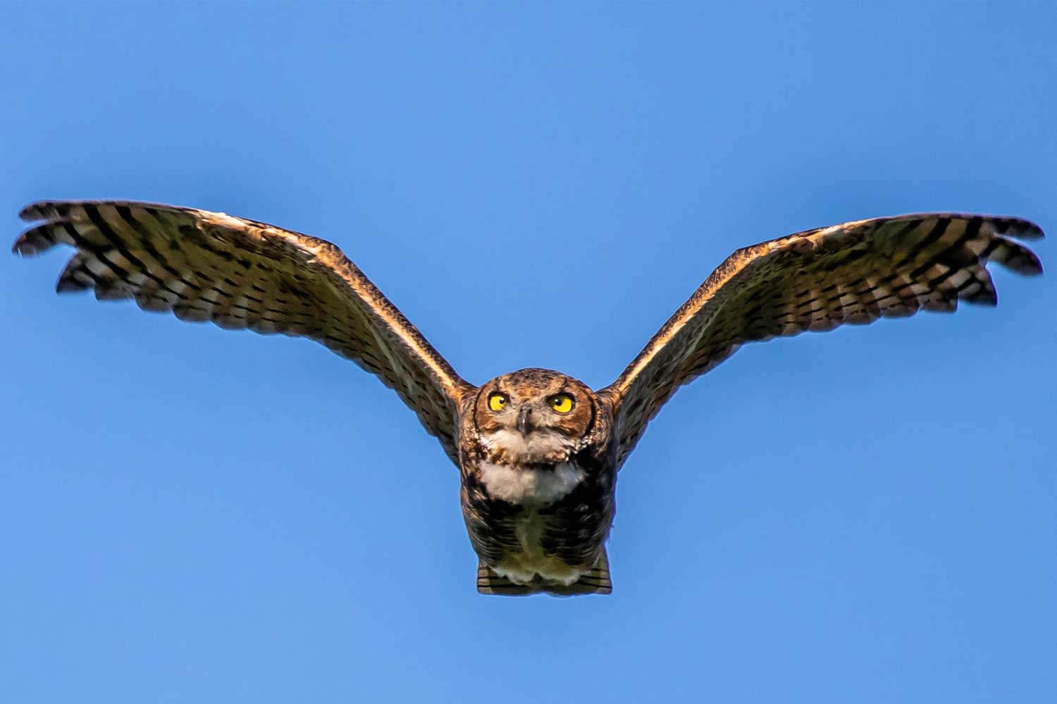 Five Things To Know About Great Horned Owls, The Quintessential Owl ...