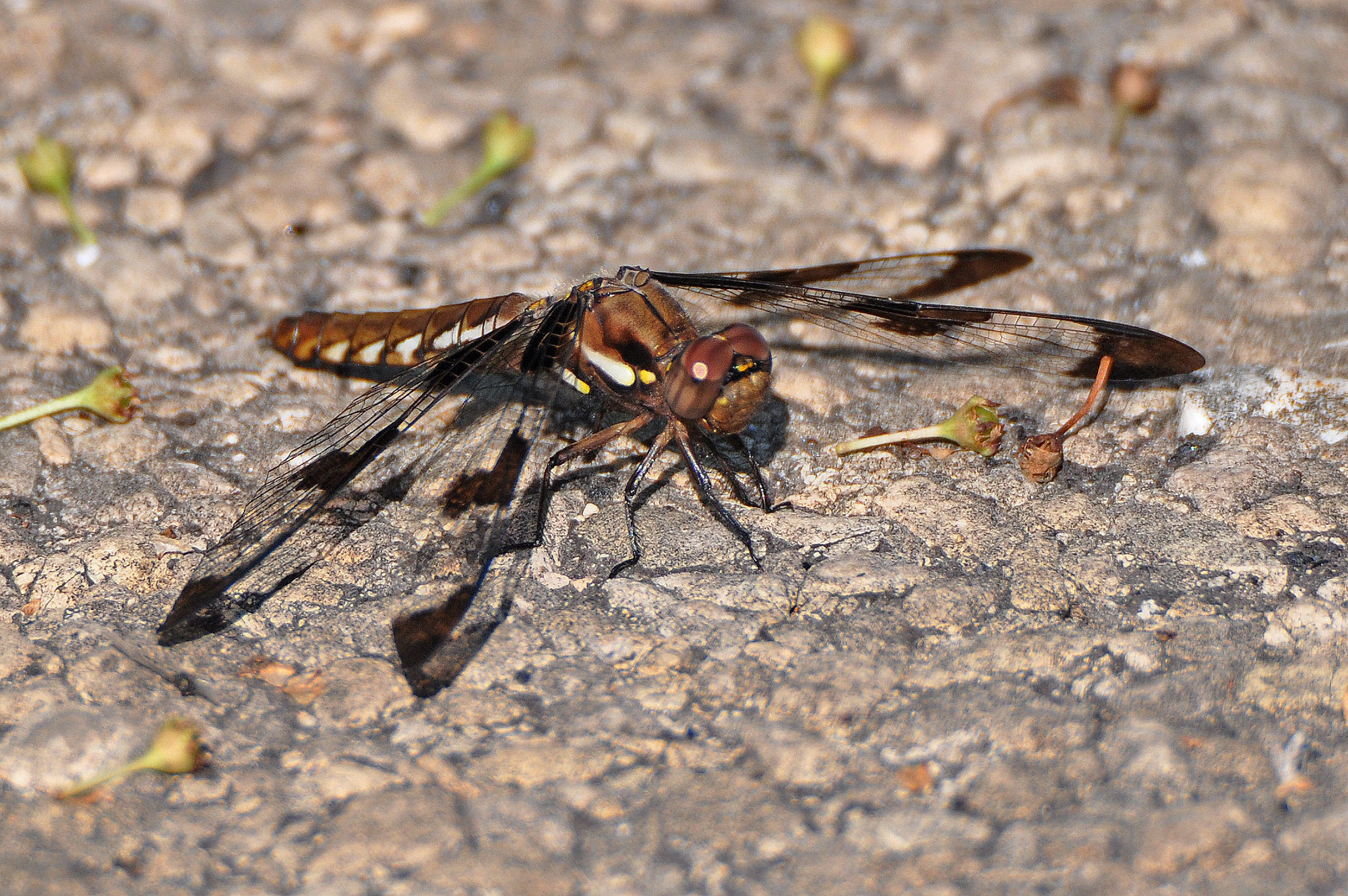 The white-tail skimmer.