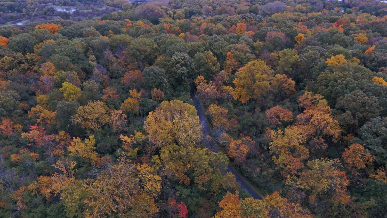 An aerial view of a forest with the tree canopy starting to change color in fall.