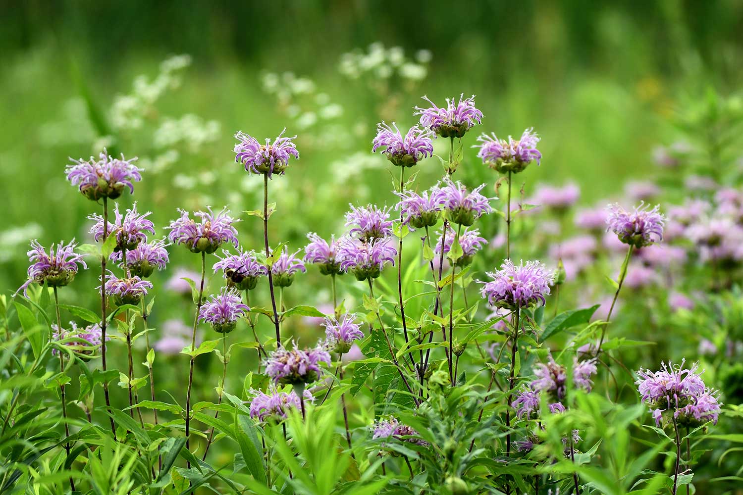 A cluster of lavender-colored wild bergamot blooms surrounded by other vegetation.