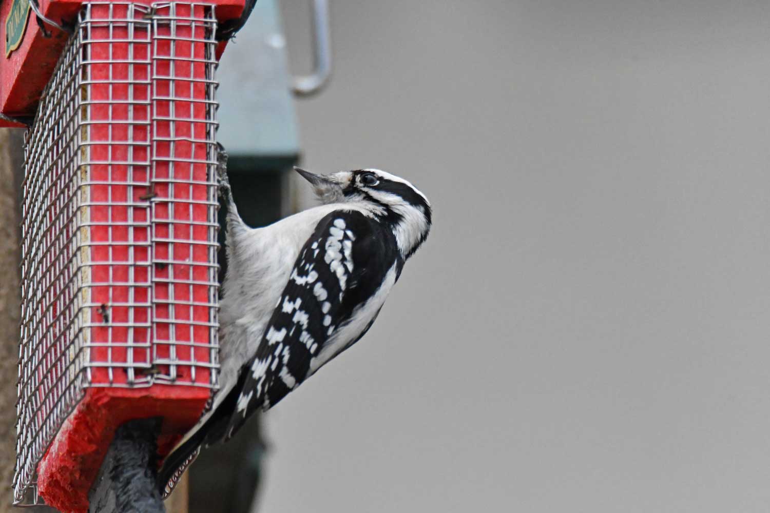 A downy woodpecker hanging from a suet feeder.