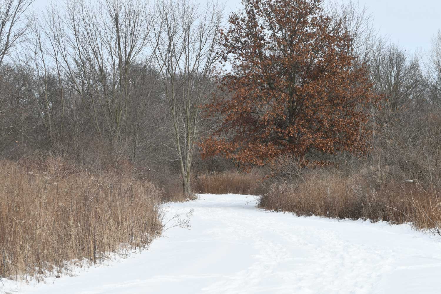 Trail covered in snow lined by trees, tall grasses, and vegetation.