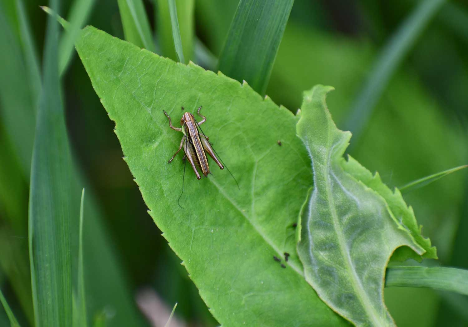 A cricket on a leaf.