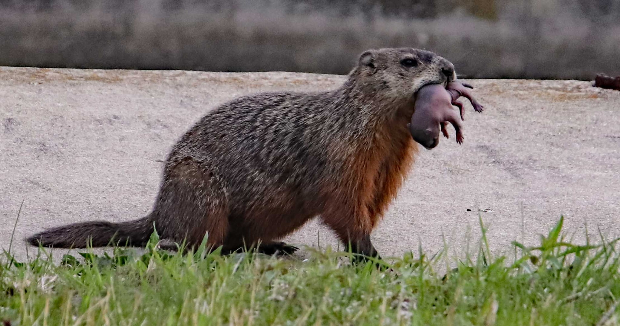 woodchuck vs groundhog