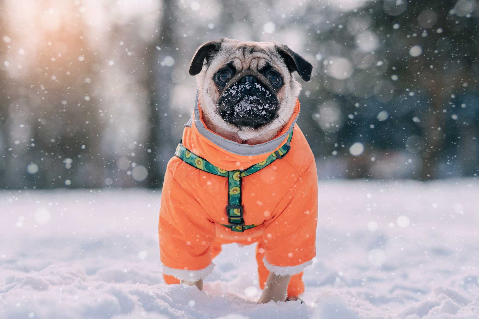 A pug stands in snow while wearing an orange jacket.