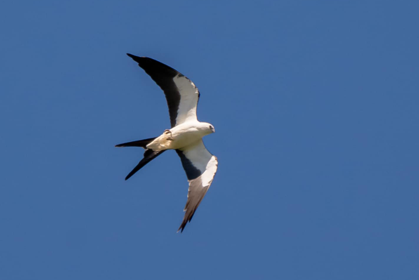 A swallow-tailed kite, with its white body and dark wing tips, flies in the air with a blue sky as a background. 