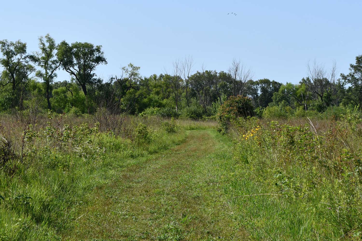 Grass trail lined with other grasses.