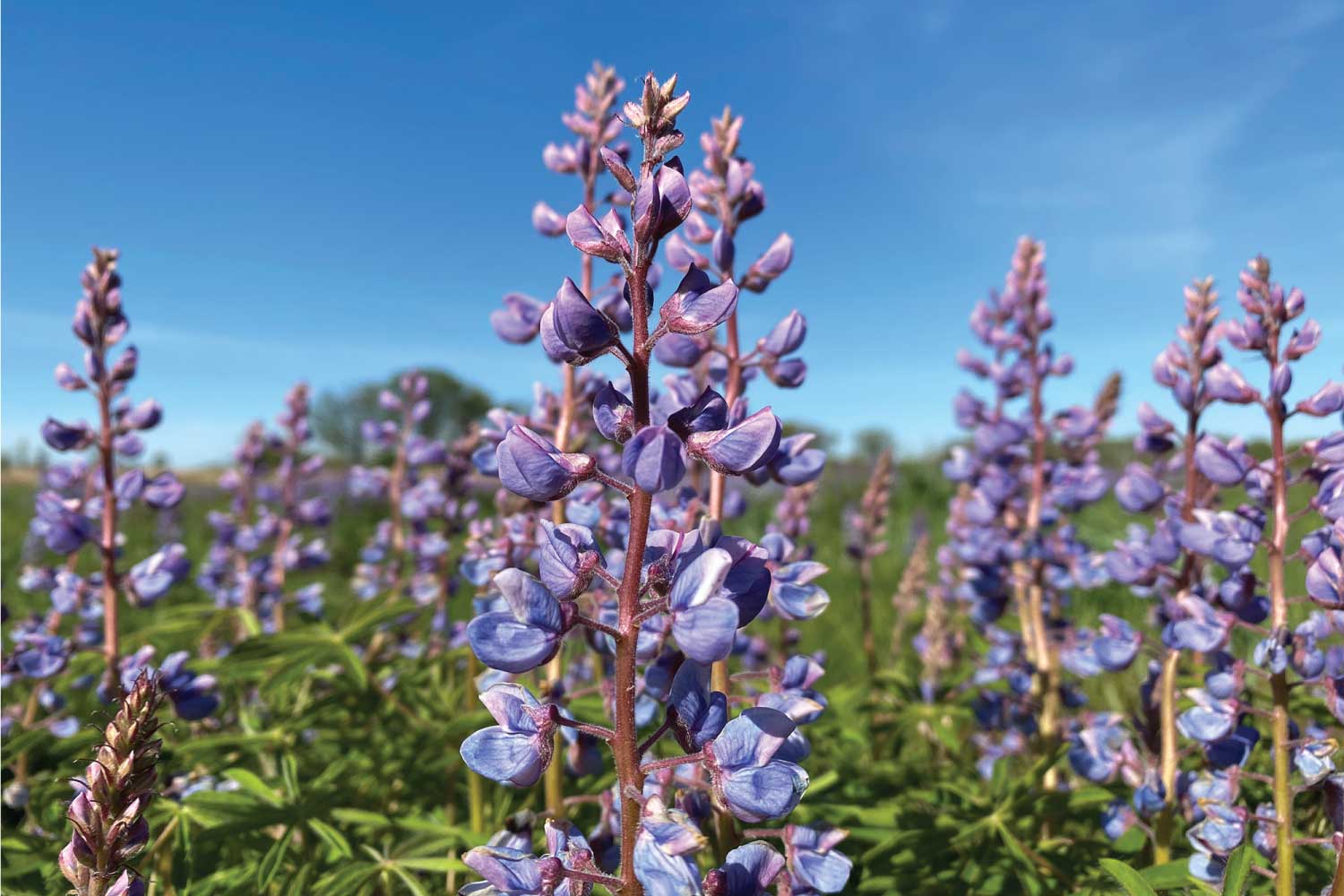 Purple wild lupine blooms.