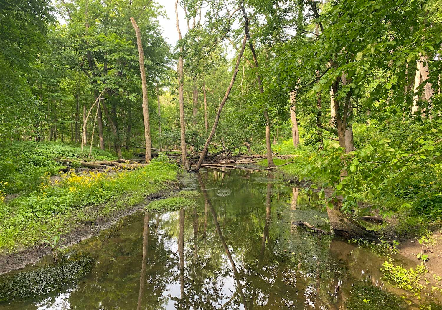 A creek cutting through a forest.