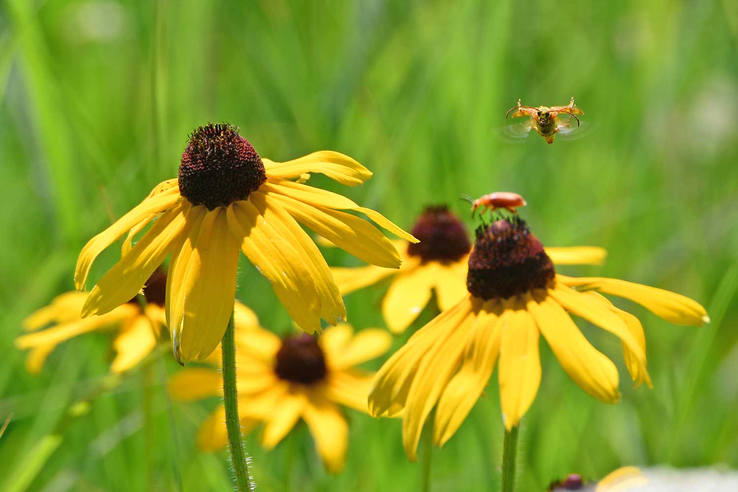 Brown-eyed Susan blooms with an insect hovering above.