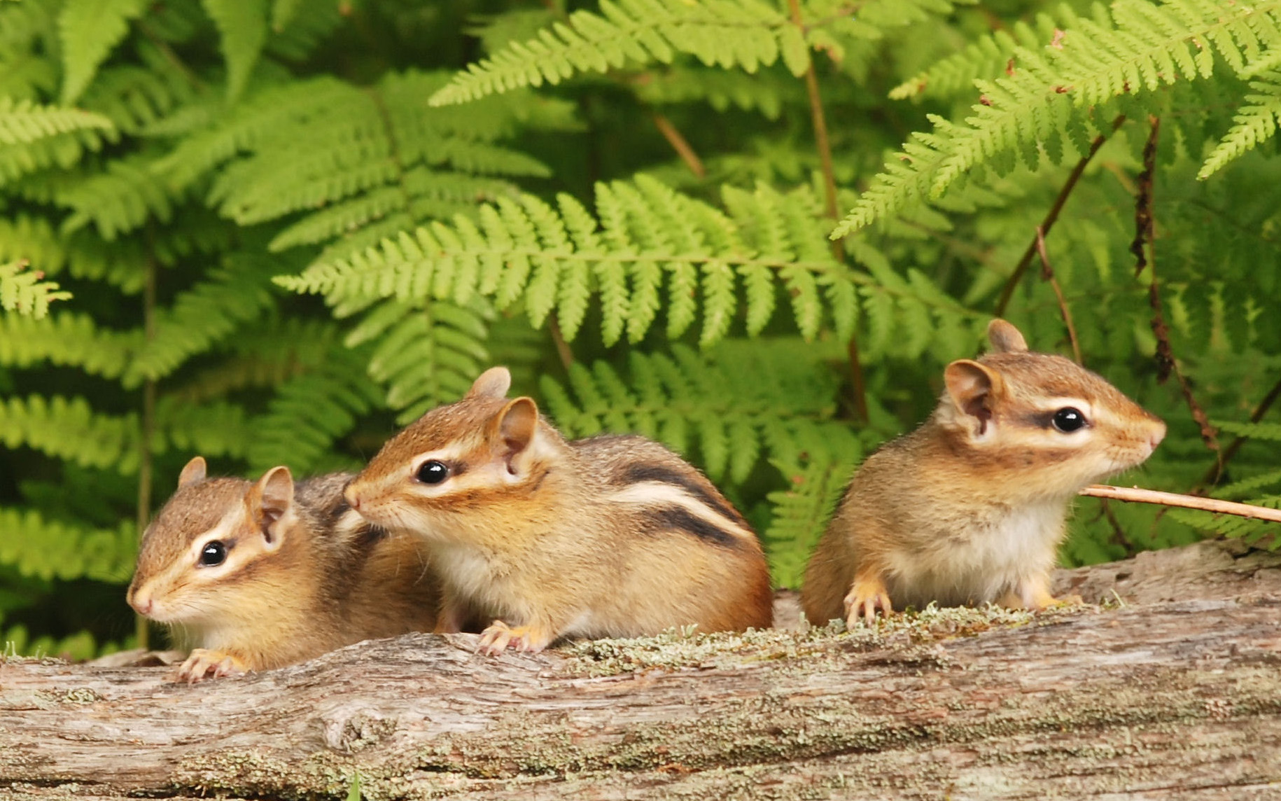 Chipmunk Removal Chicago  Chipmunk Trapping & Control