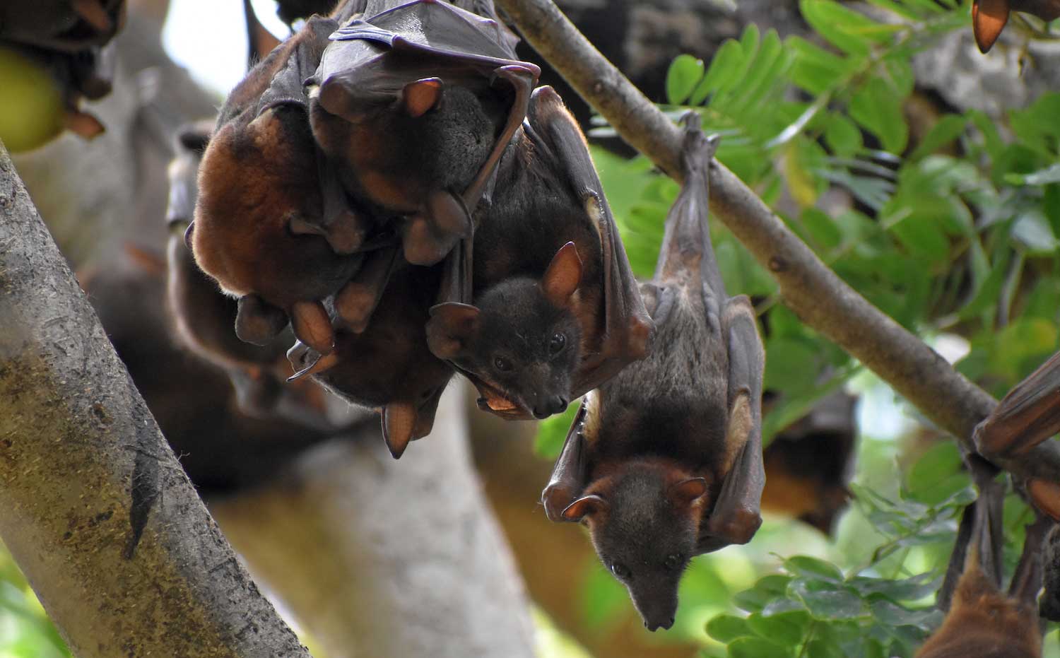 A group of bats hanging from a tree branch.