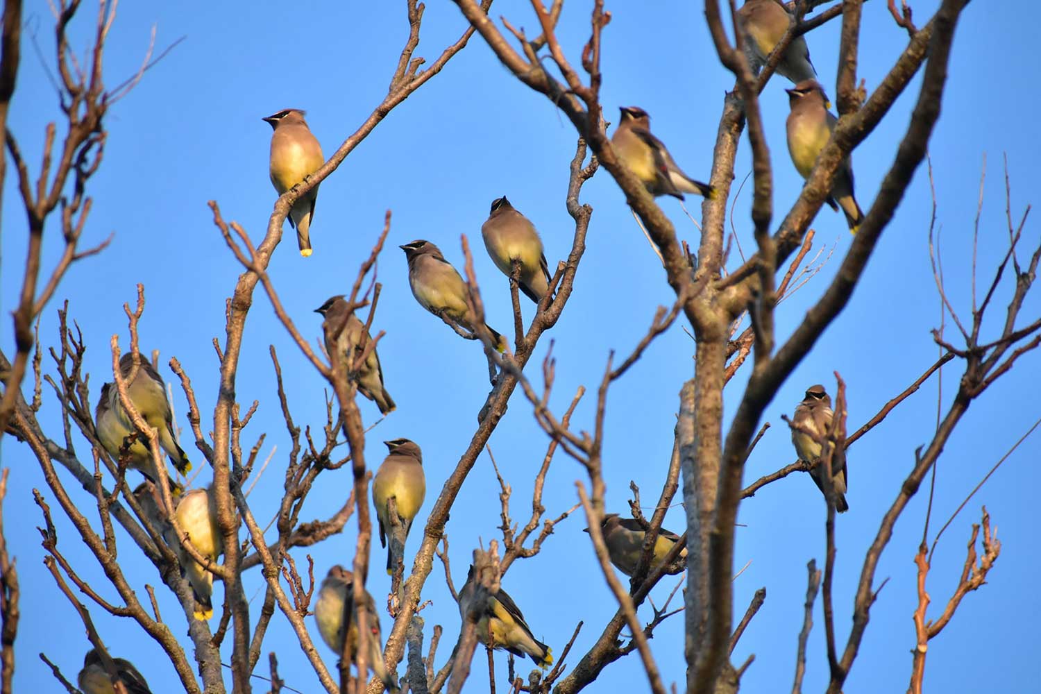 A flock of cedar waxwings at rest on the branches of a bare tree.