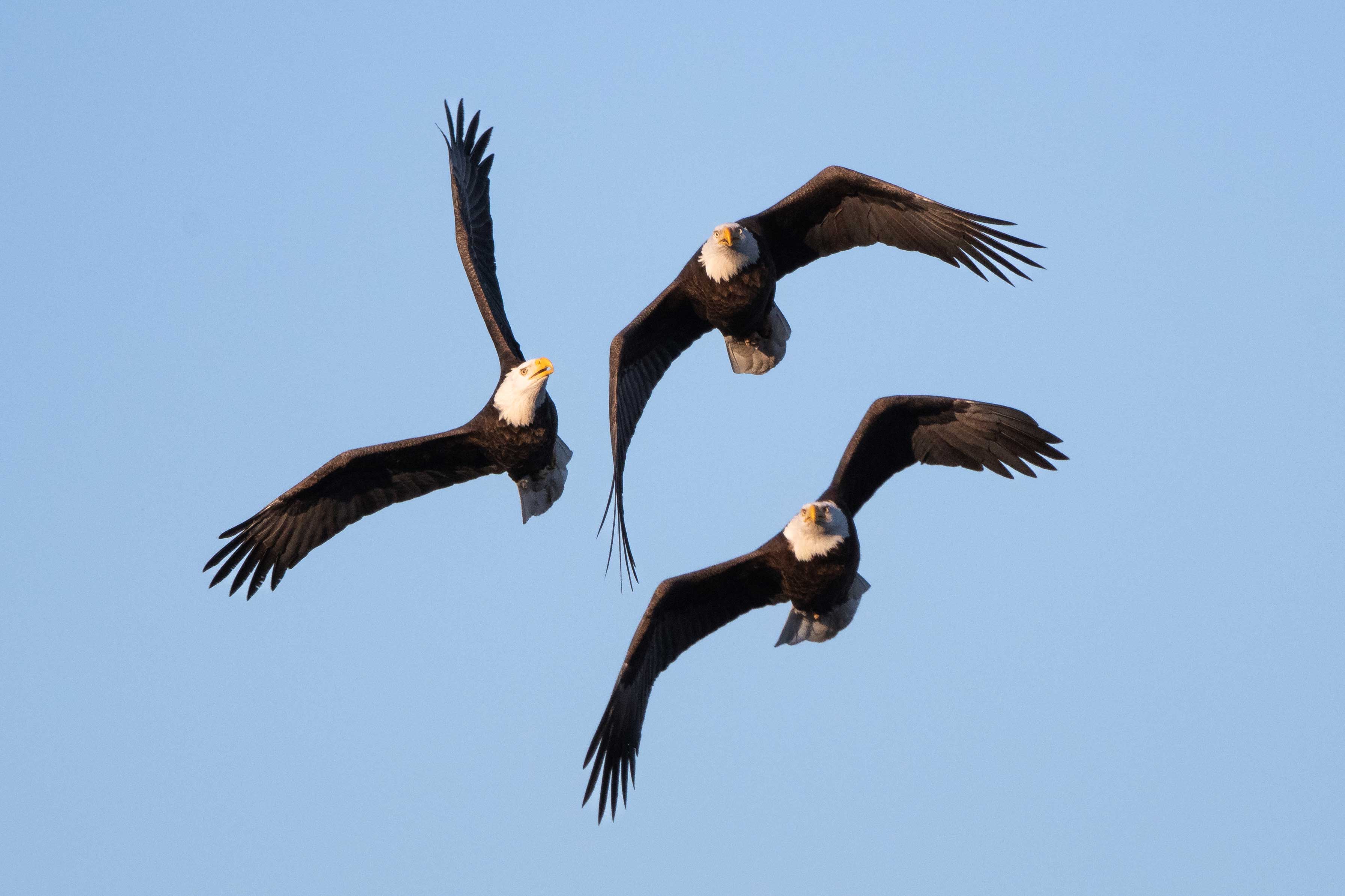 Three adult bald eagles in flight with blue sky in the background.