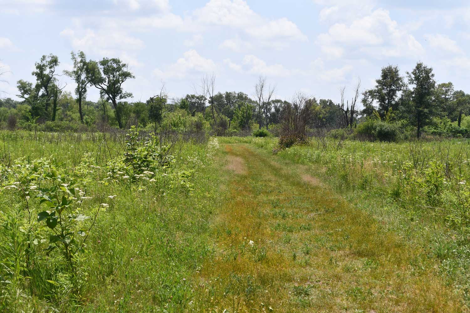 Natural trail lined by grasses and vegetation with trees in the background.
