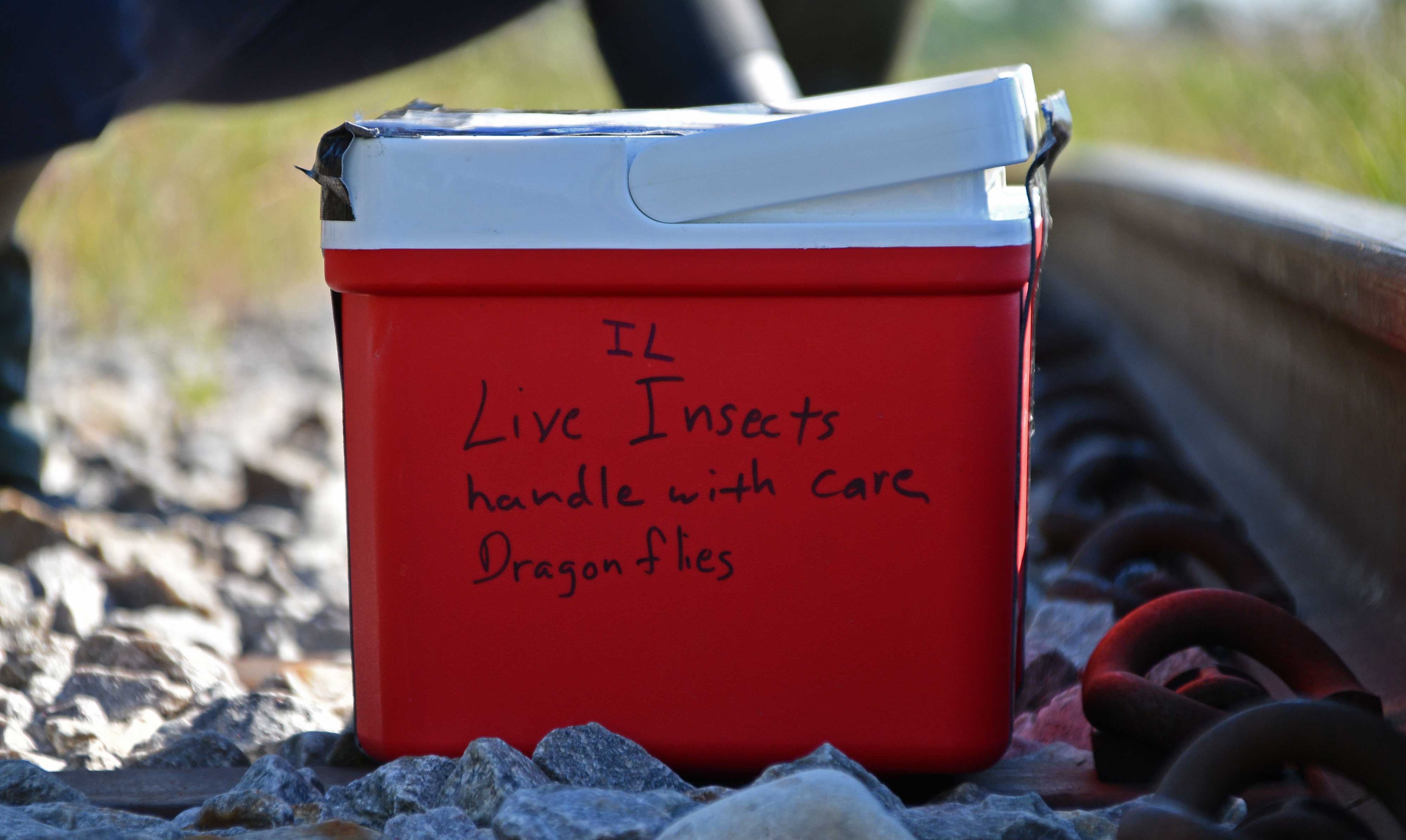 A container with Hine's emerald larvae.