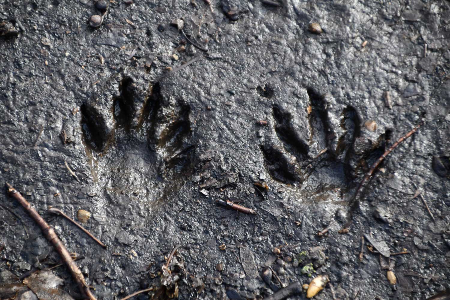 Two animal tracks in the mud.