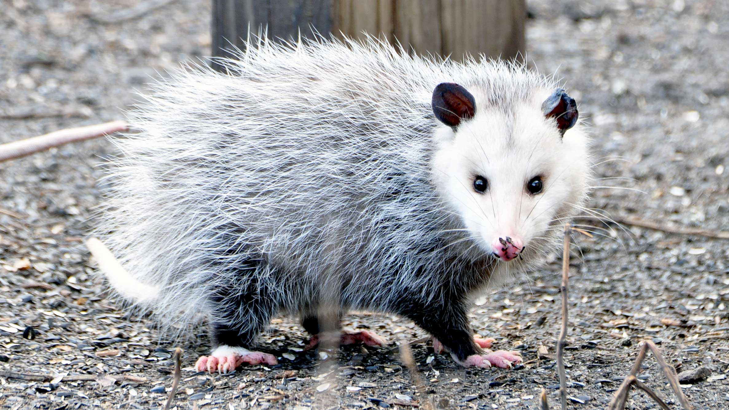 An opossum looking at the camera.