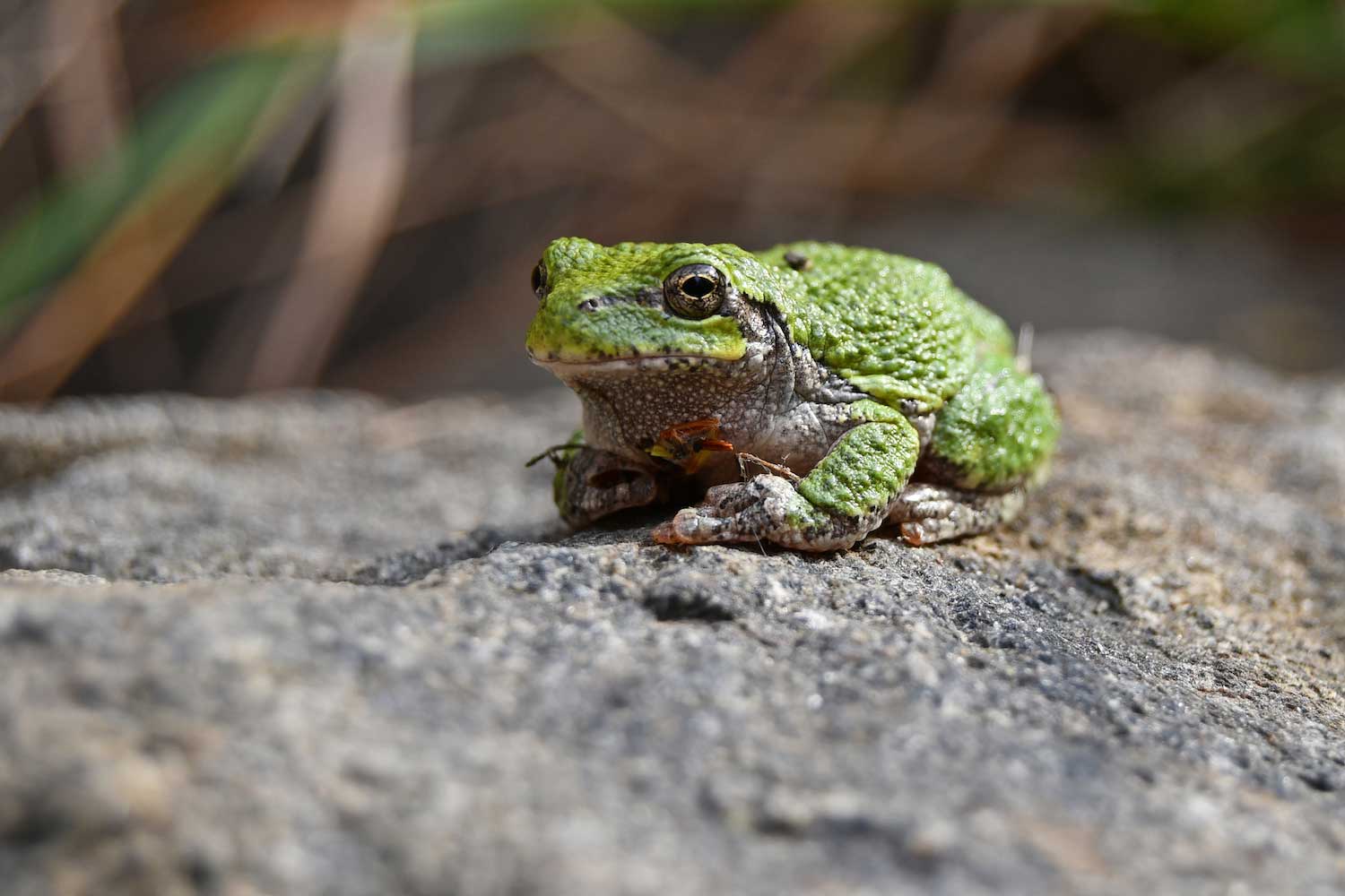 Gray tree frog on a rock.