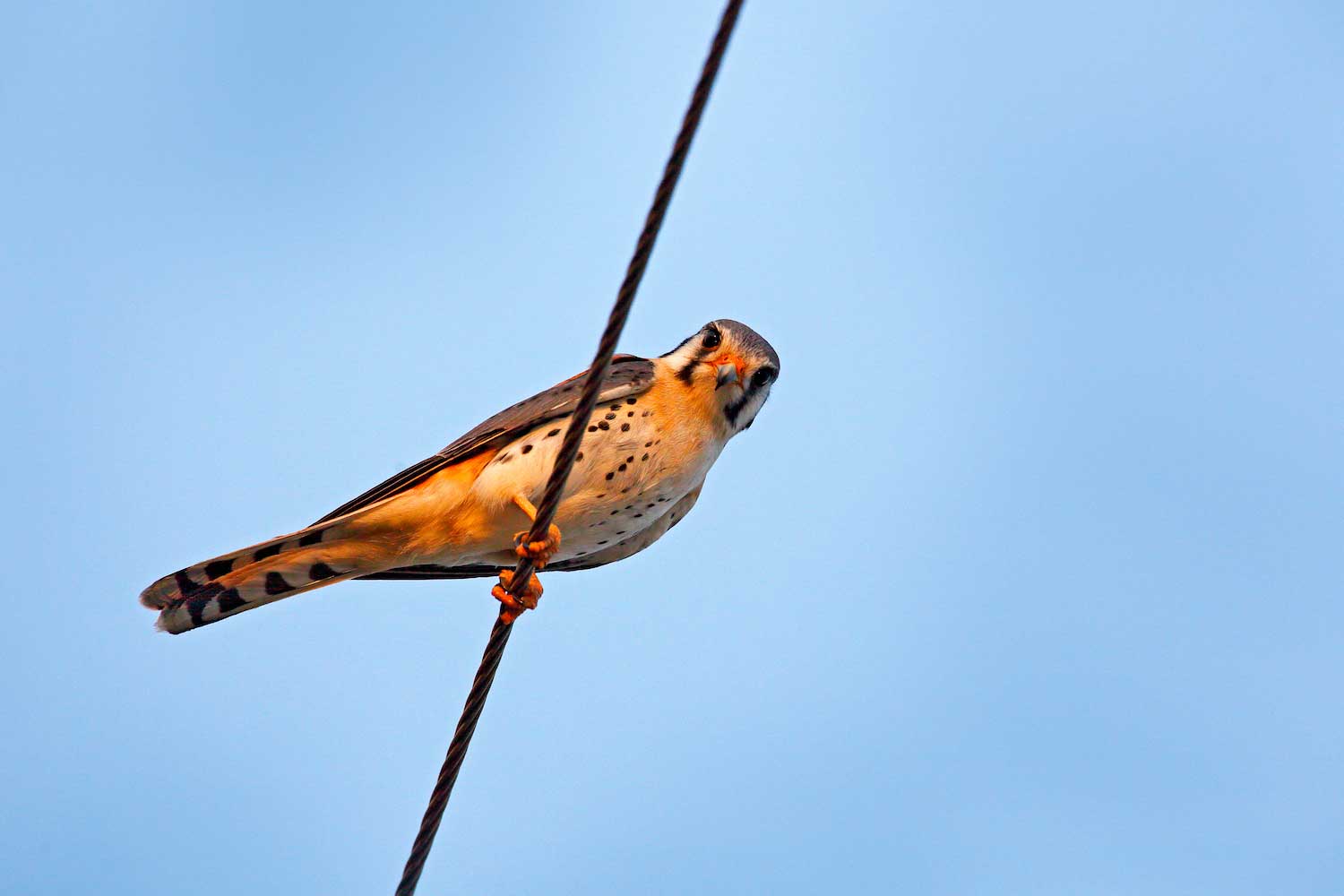 Here We Go Again: Another Bird Killed by Fishing Line in the Preserves