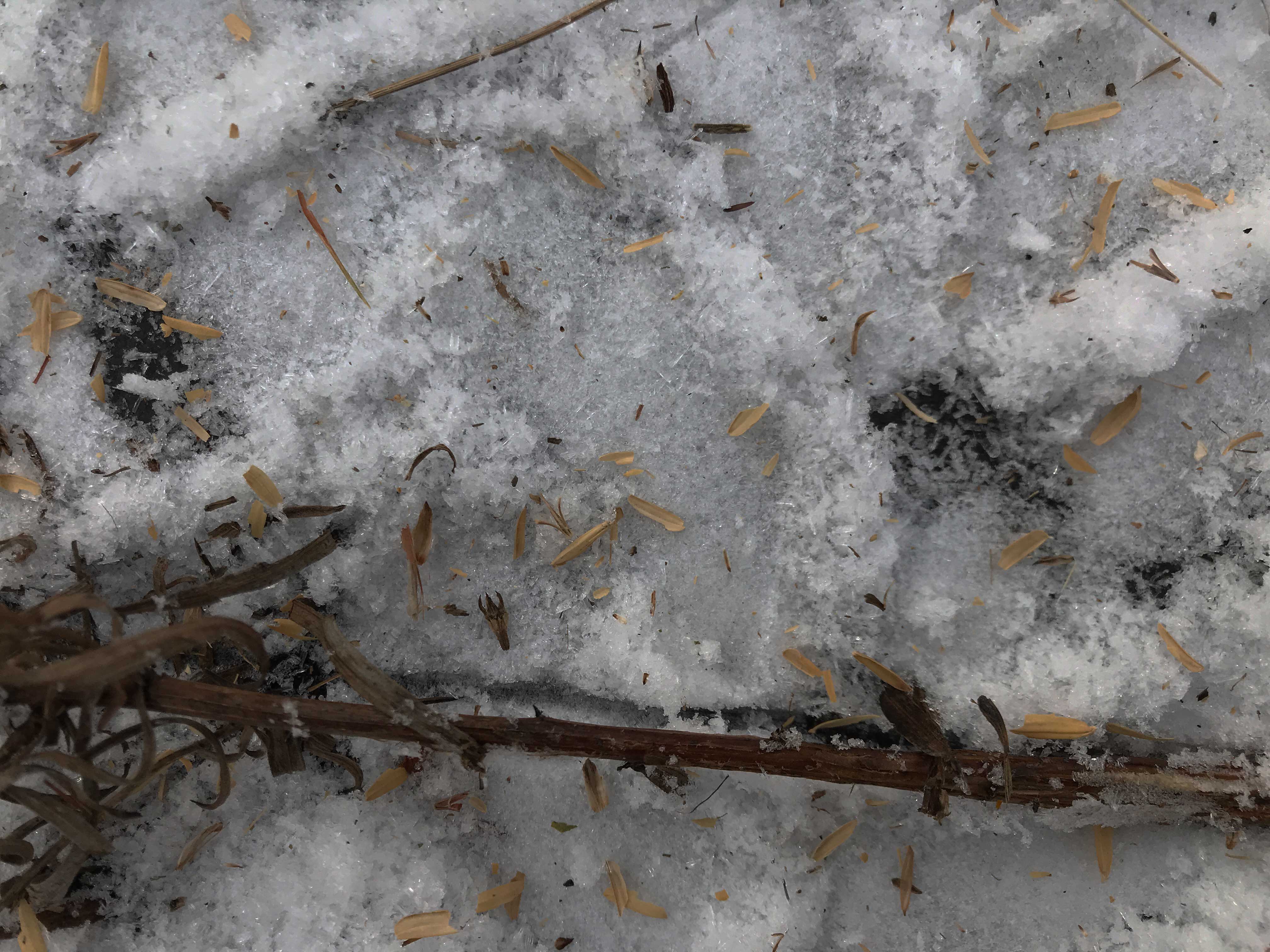 snow-business-winter-seeding-leads-to-spring-sprouts-forest-preserve