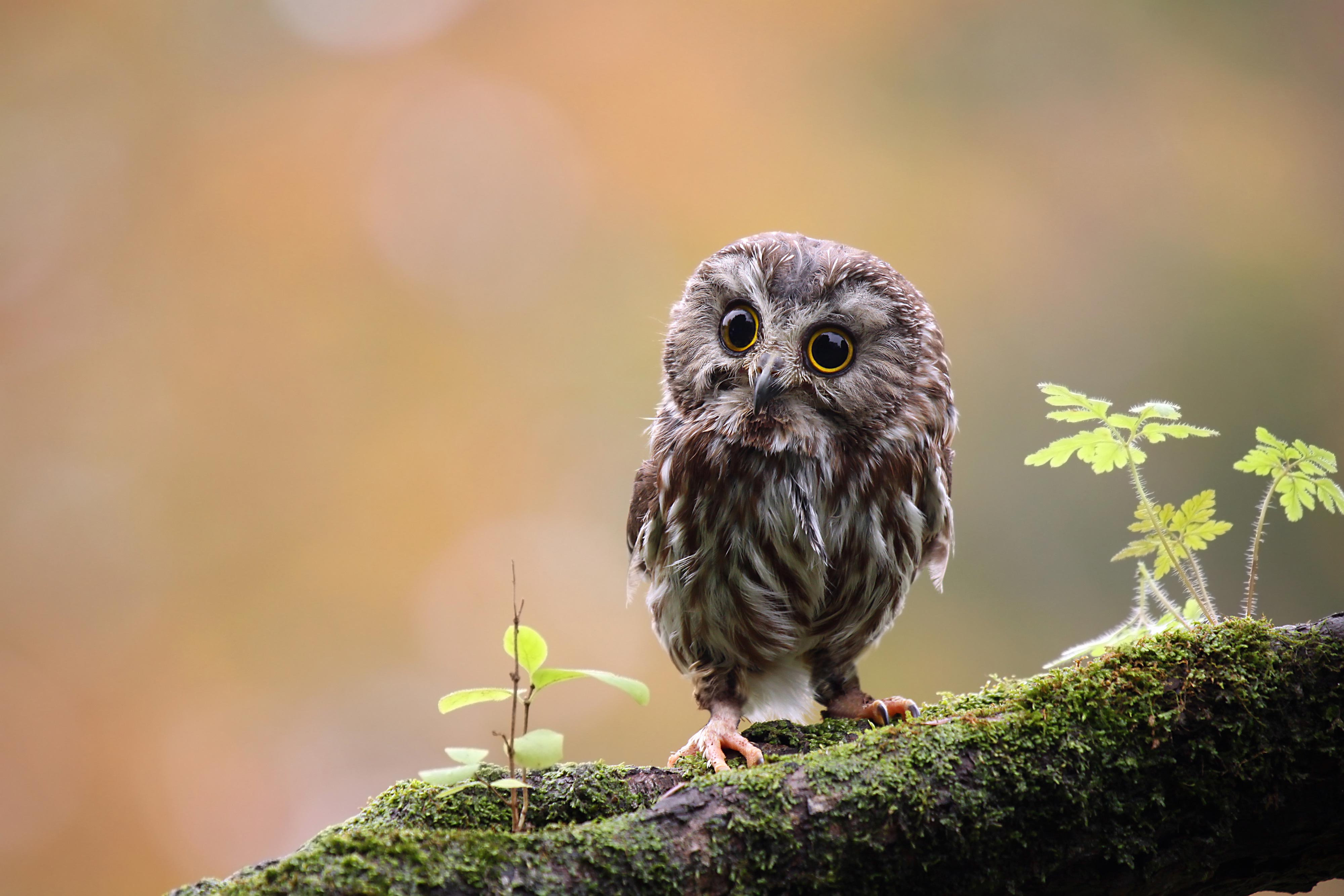 A northern saw-whet owl on a branch.