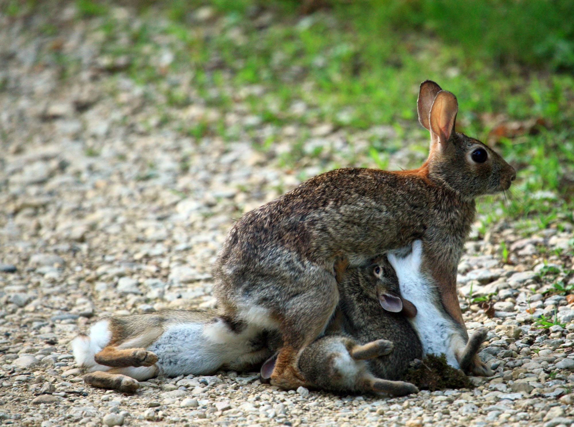 A rabbit with her babies.