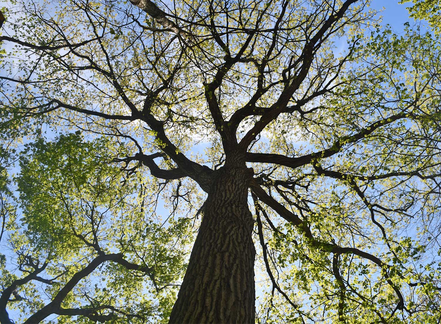 A view of a tree looking up through canopy