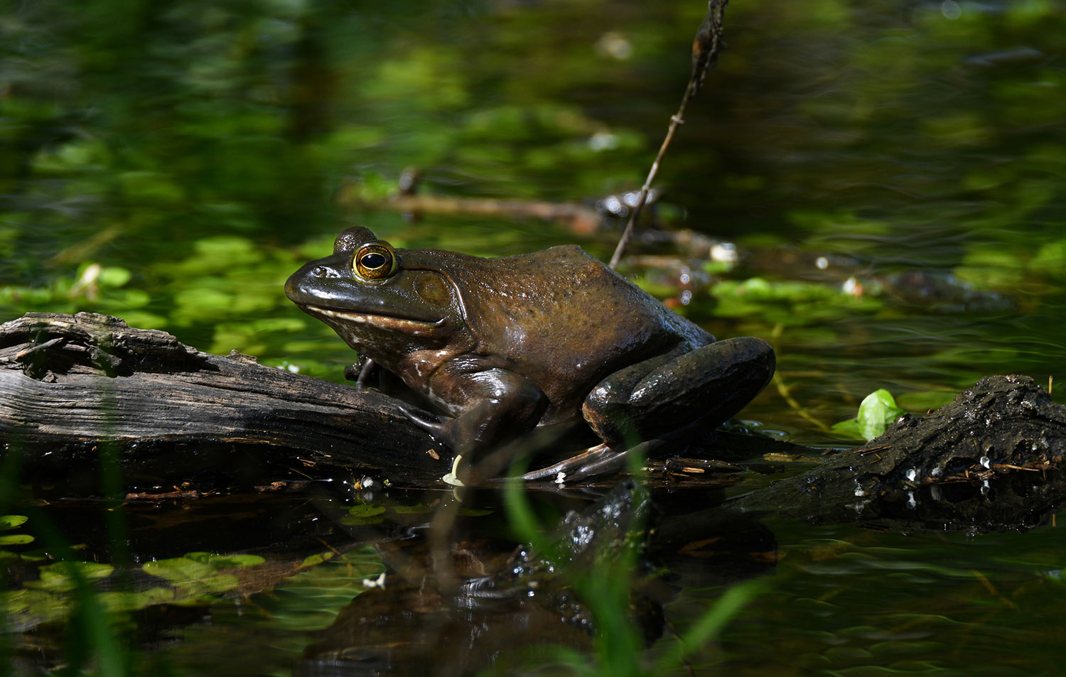 What's the Difference?: Reptile vs. Amphibian - Forest Preserve