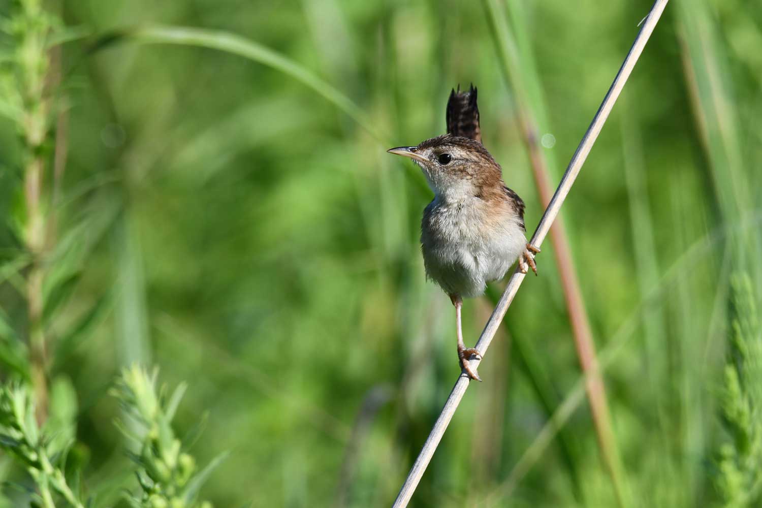 Marsh wren perched on vegetation.