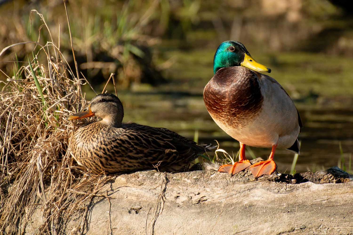 Pair of mallards resting on a fallen tree next to vegetation.