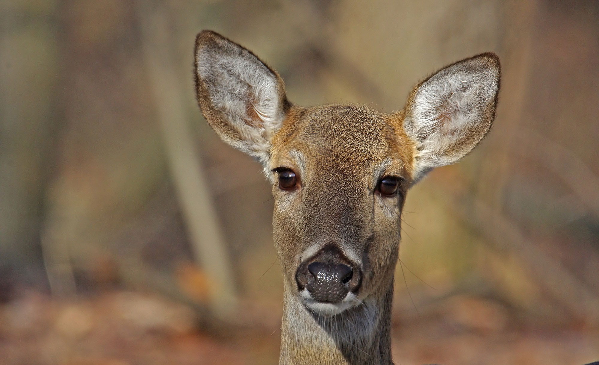 Close-up of a deer's face.