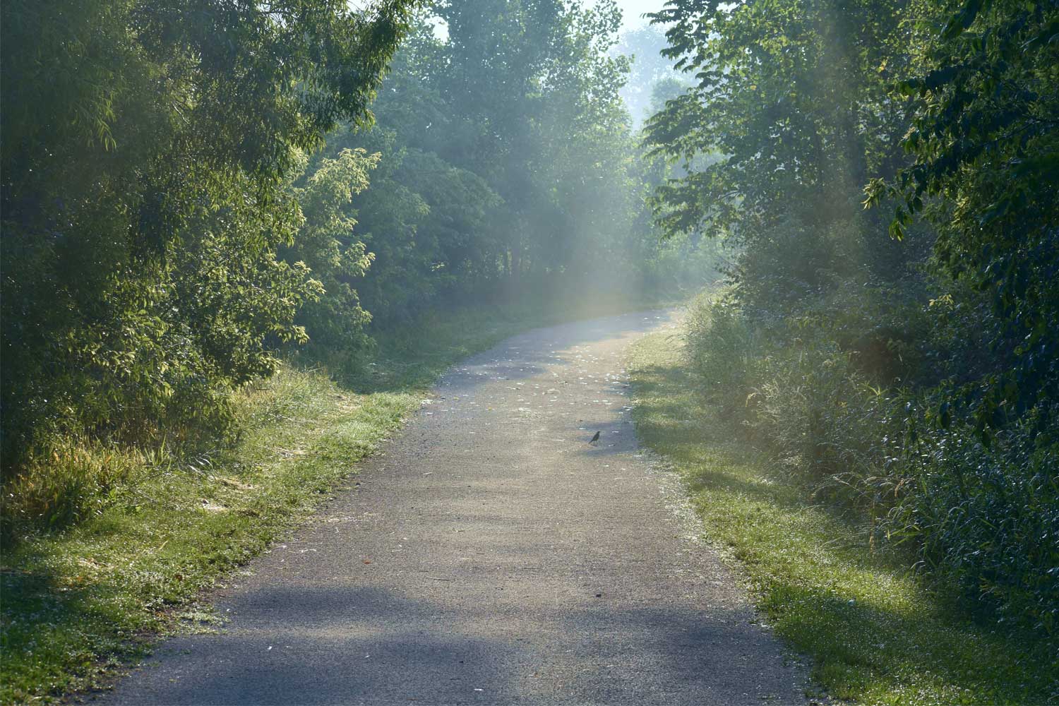 Trail lined with grasses and trees.