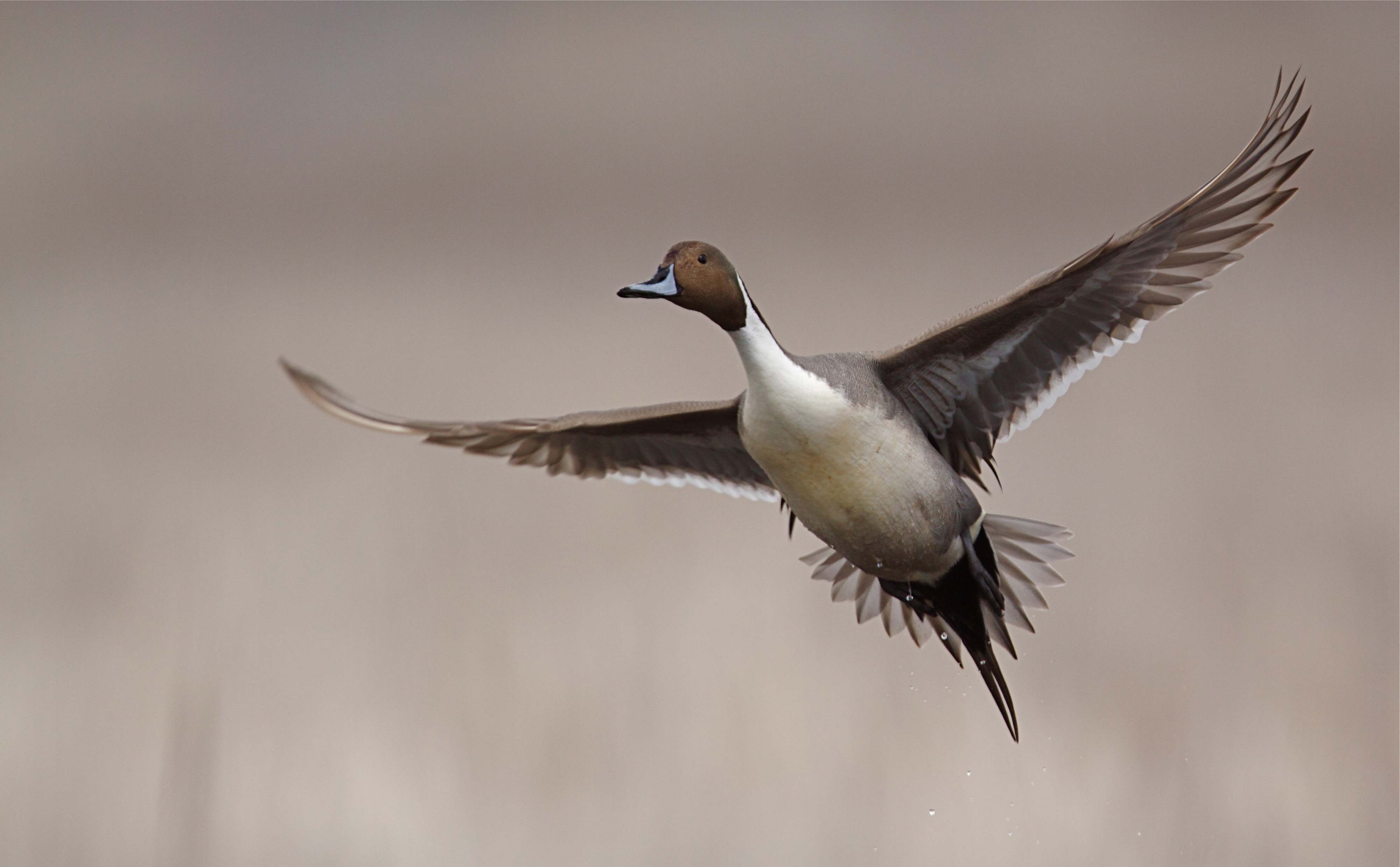A northern pintail flies with its wings outstretched