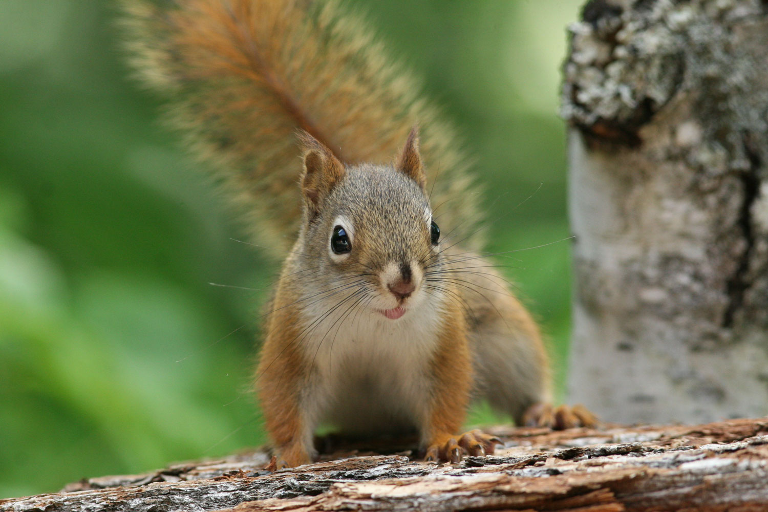 Name That Squirrel Red Squirrels Pop Up In A Few Will County Preserves Forest Preserve District Of Will County