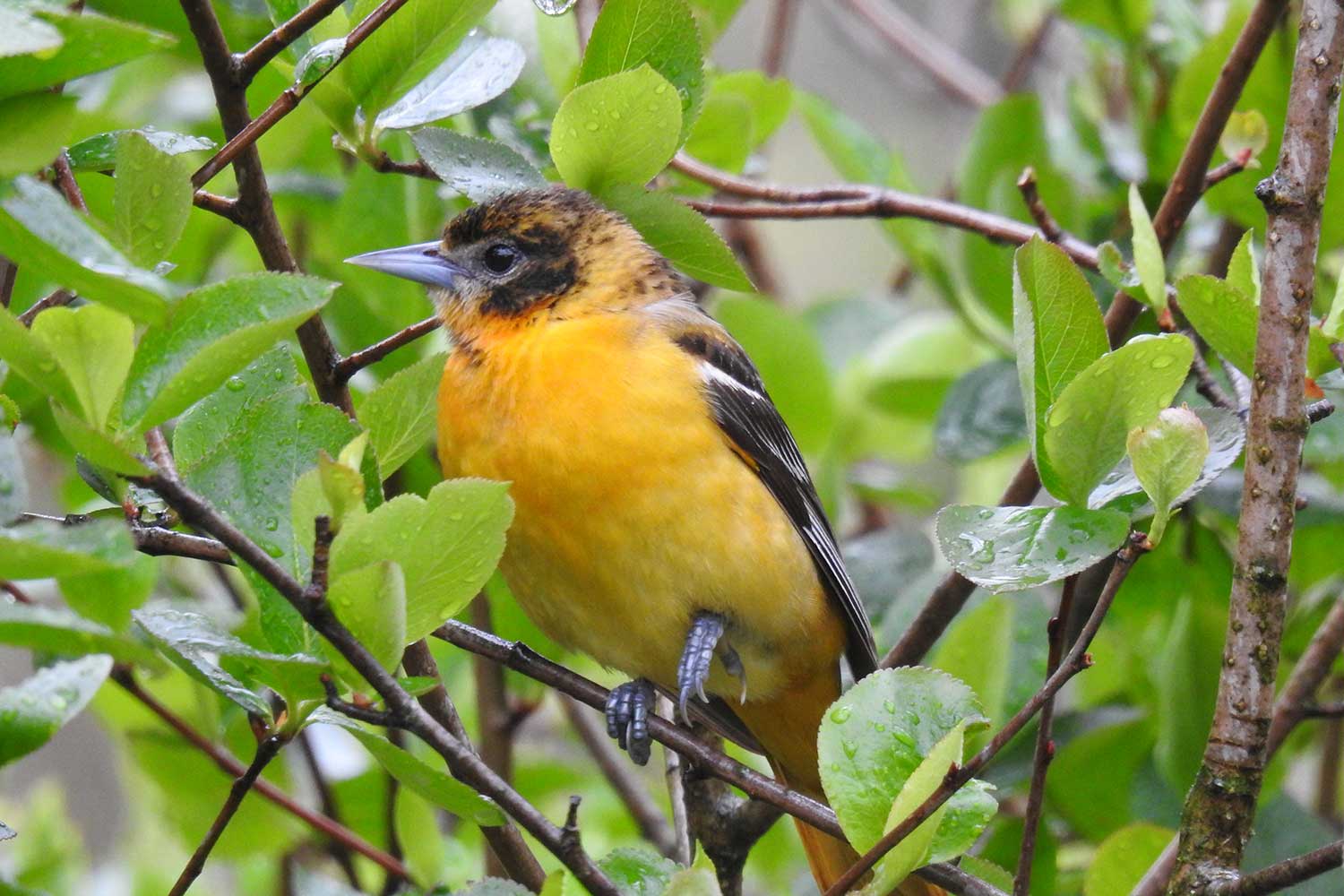 A Baltimore oriole in a tree.