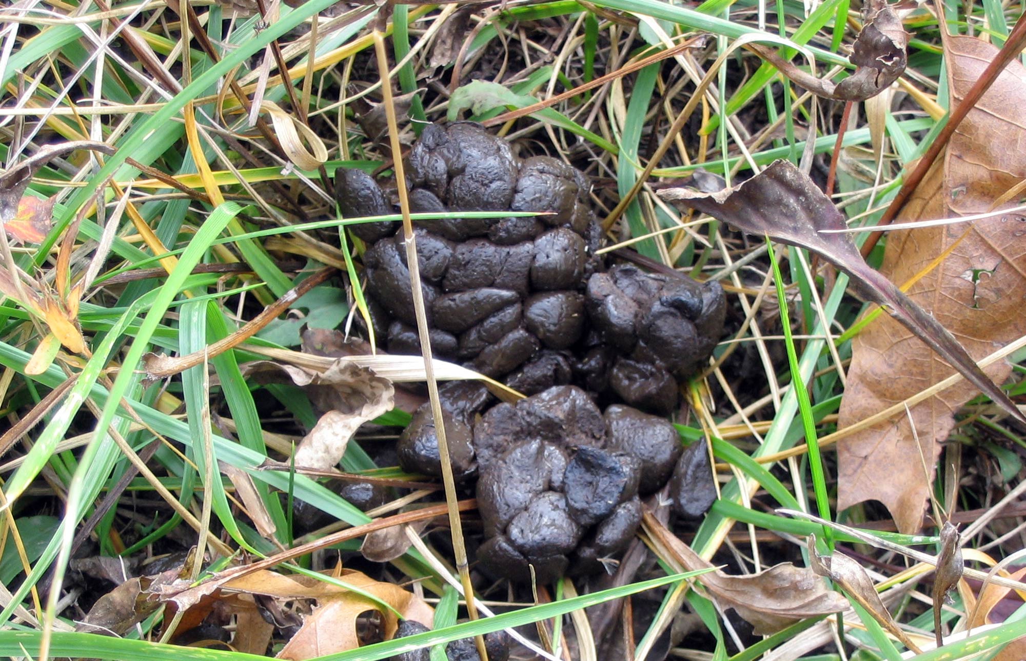 poop-happens-male-foot-in-sport-shoe-on-tire-track-over-animal