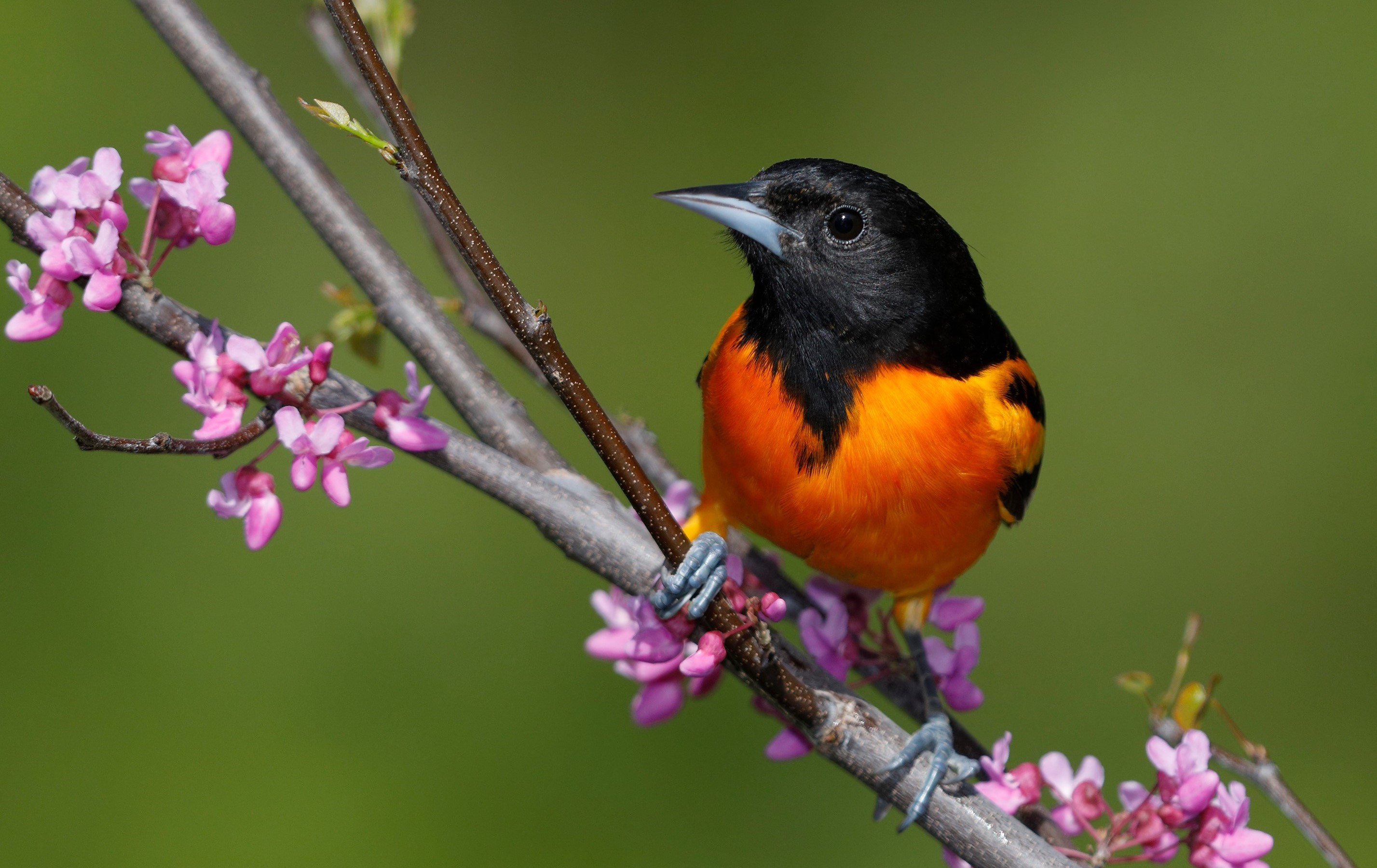 A Baltimore oriole on a branch.