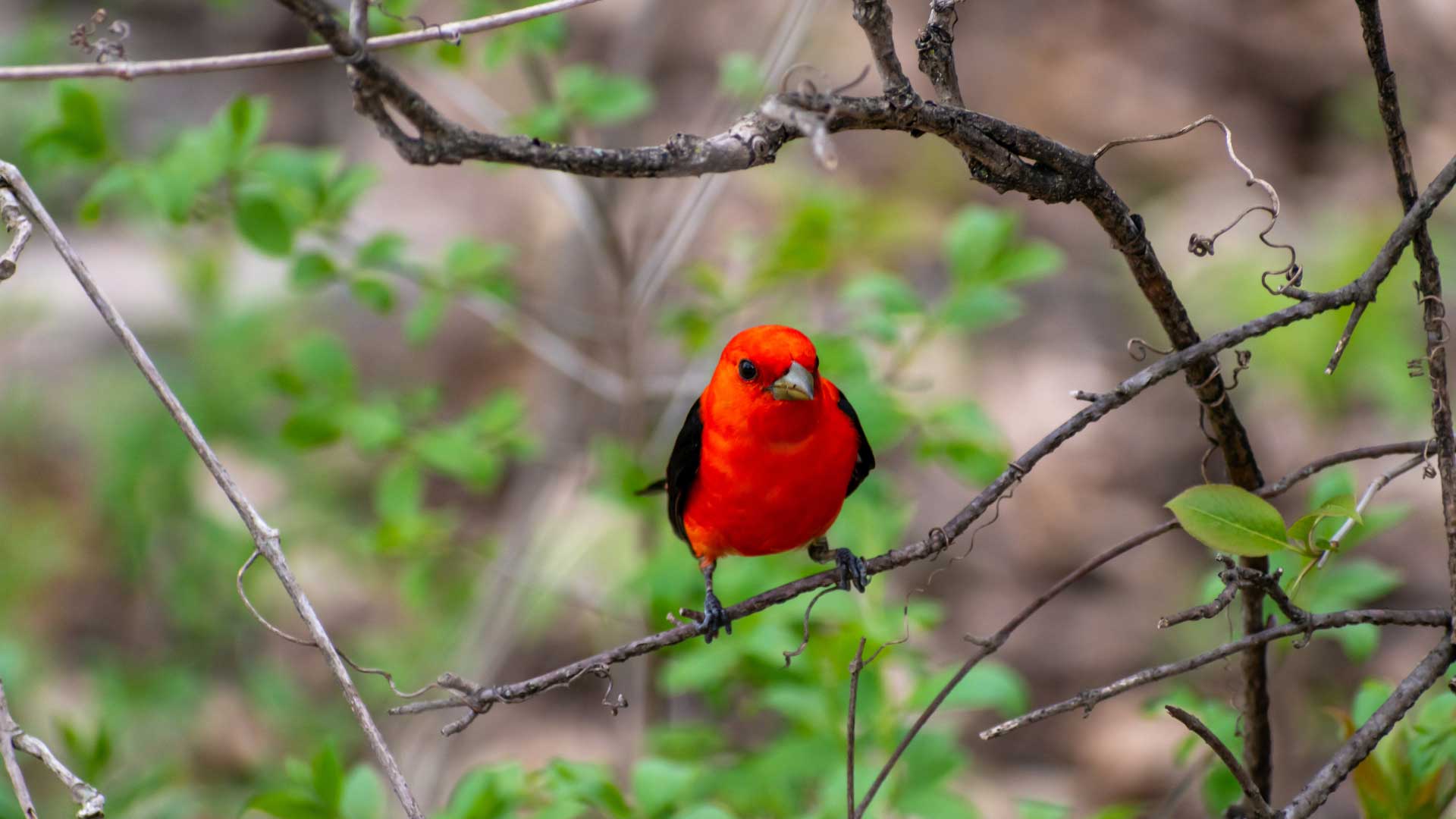 Male scarlet tanager perched on a twig among sparse green foliage, displaying bright red plumage with contrasting black wings and tail.