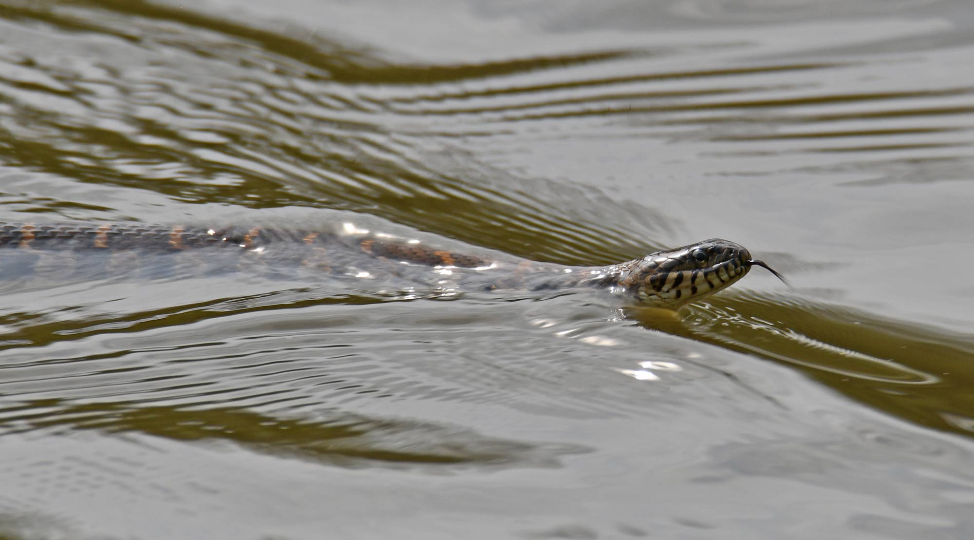 A northern water snake swims in the water with its head above water.