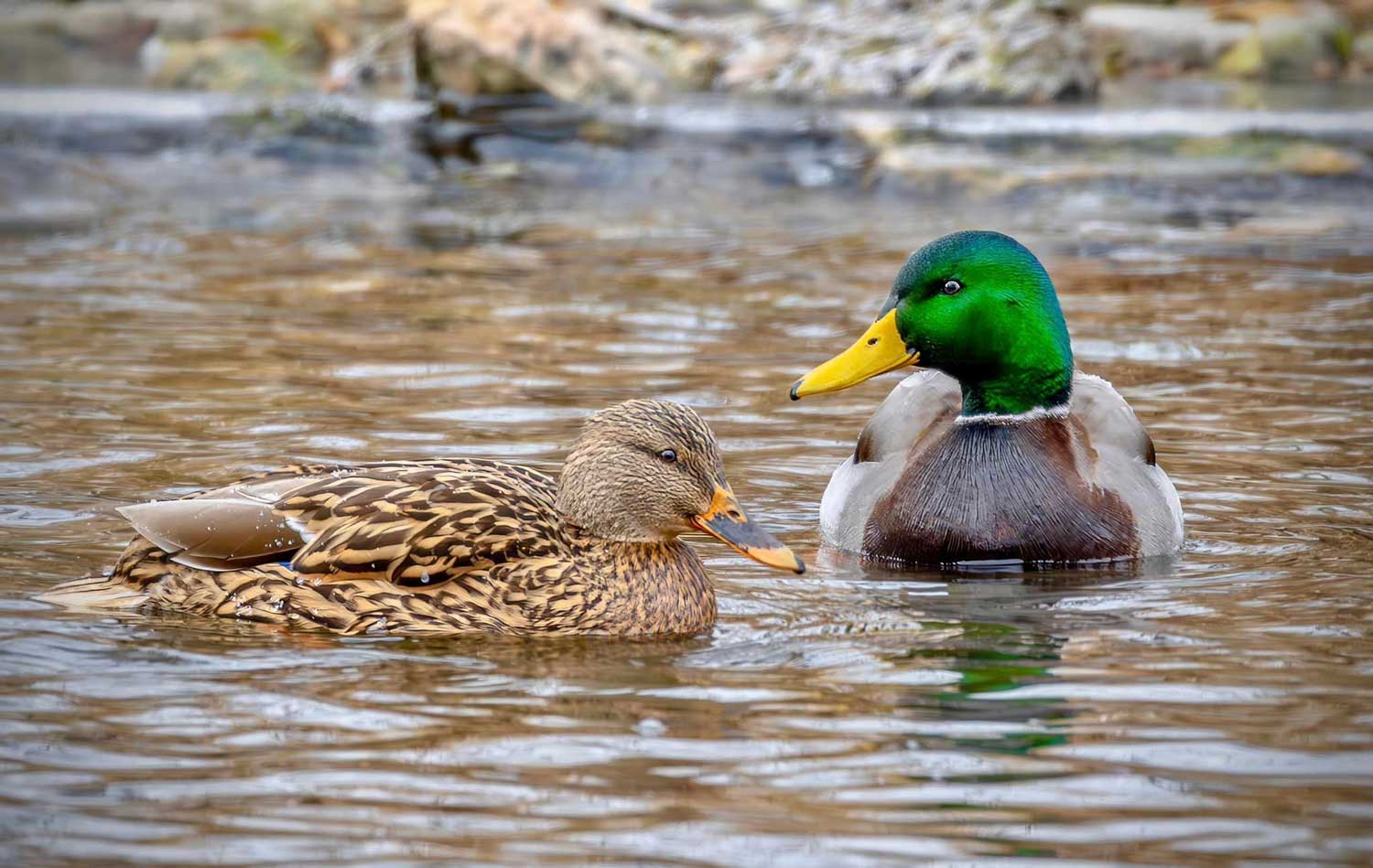 A female and male mallard in the water. 