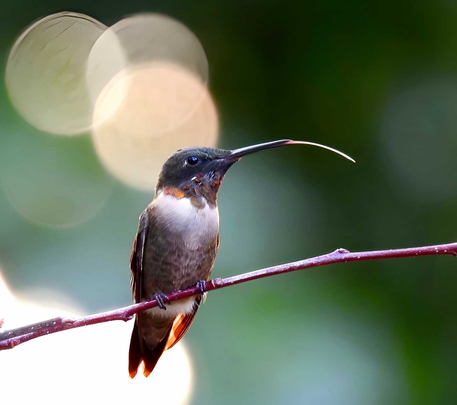 A hummingbird with its tongue extended perched from a branch. 